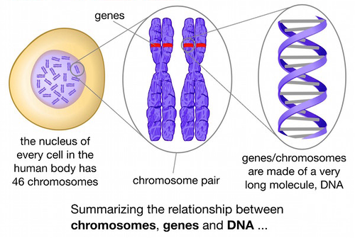 chromosome genes