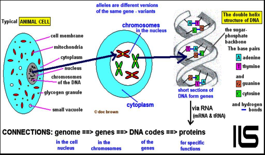 FROM CELL TO GENES & DNA