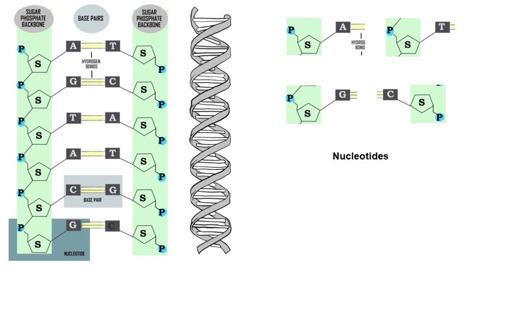 FROM BODY CELL TO GENES & DNA